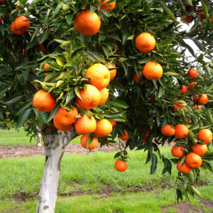 Mandarinenbaum (Citrus reticulata)