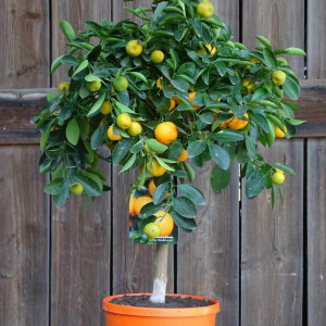 Calamondin Orange (Citrus mitis)