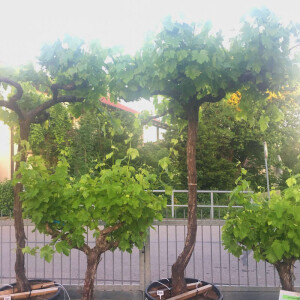 Weinrebe (Vitis vinifera)