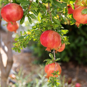 Granatapfelbaum (Punica granatum)