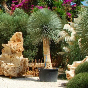 Blaue Palmlilie (Yucca Rostrata)