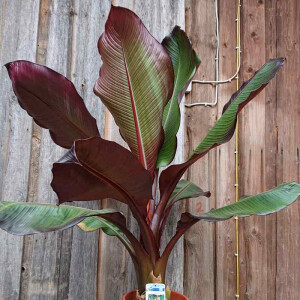 Rote Zierbanane (Ensete-ventricosum-maurelii)