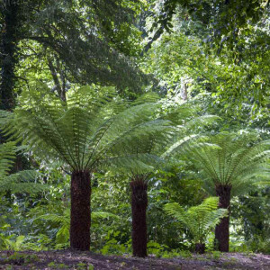 Australischer Baumfarn (Dicksonia antarctica)