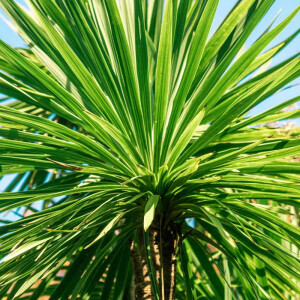 Keulenlilie (Cordyline australis)