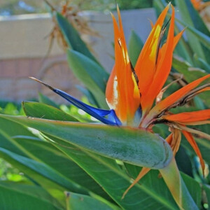 Paradiesvogelblume (Strelitzia reginae)