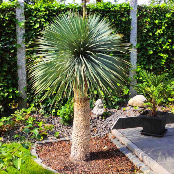Yucca rostrata – Die winterharte Blaue Palmlilie pflanzen &amp; pflegen - Yucca rostrata pflanzen &amp; pflegen | Winterhart bis -20°C