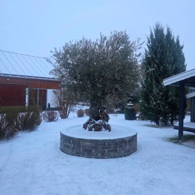 Ausgepflanzten Olivenbaum überwintern - Ausgepflanzten Olivenbaum überwintern | Guide