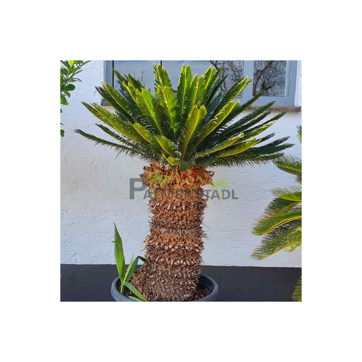 Cycas Revoluta - Japanischer Sagopalmfar box