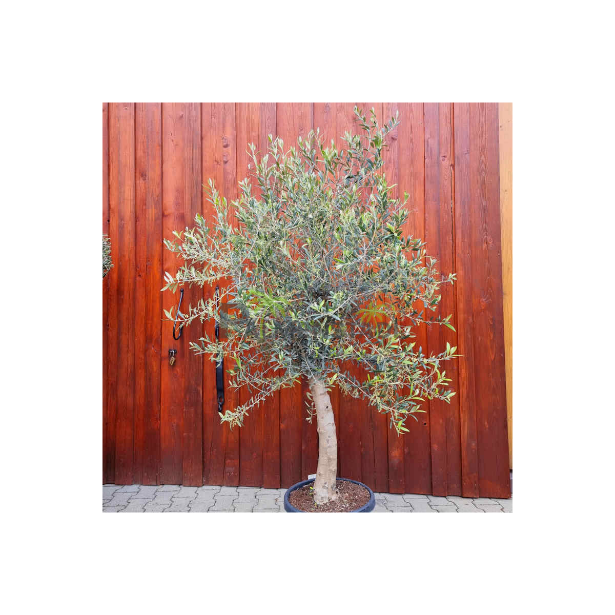 Olea Europaea - Olivenbaum