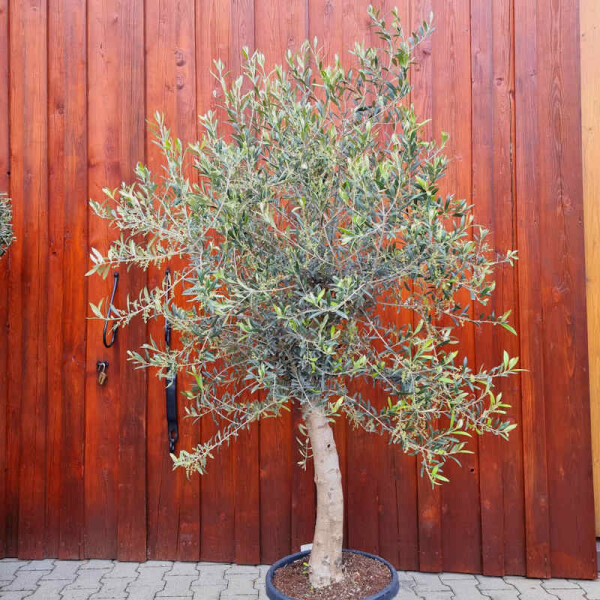 Olea Europaea - Olivenbaum