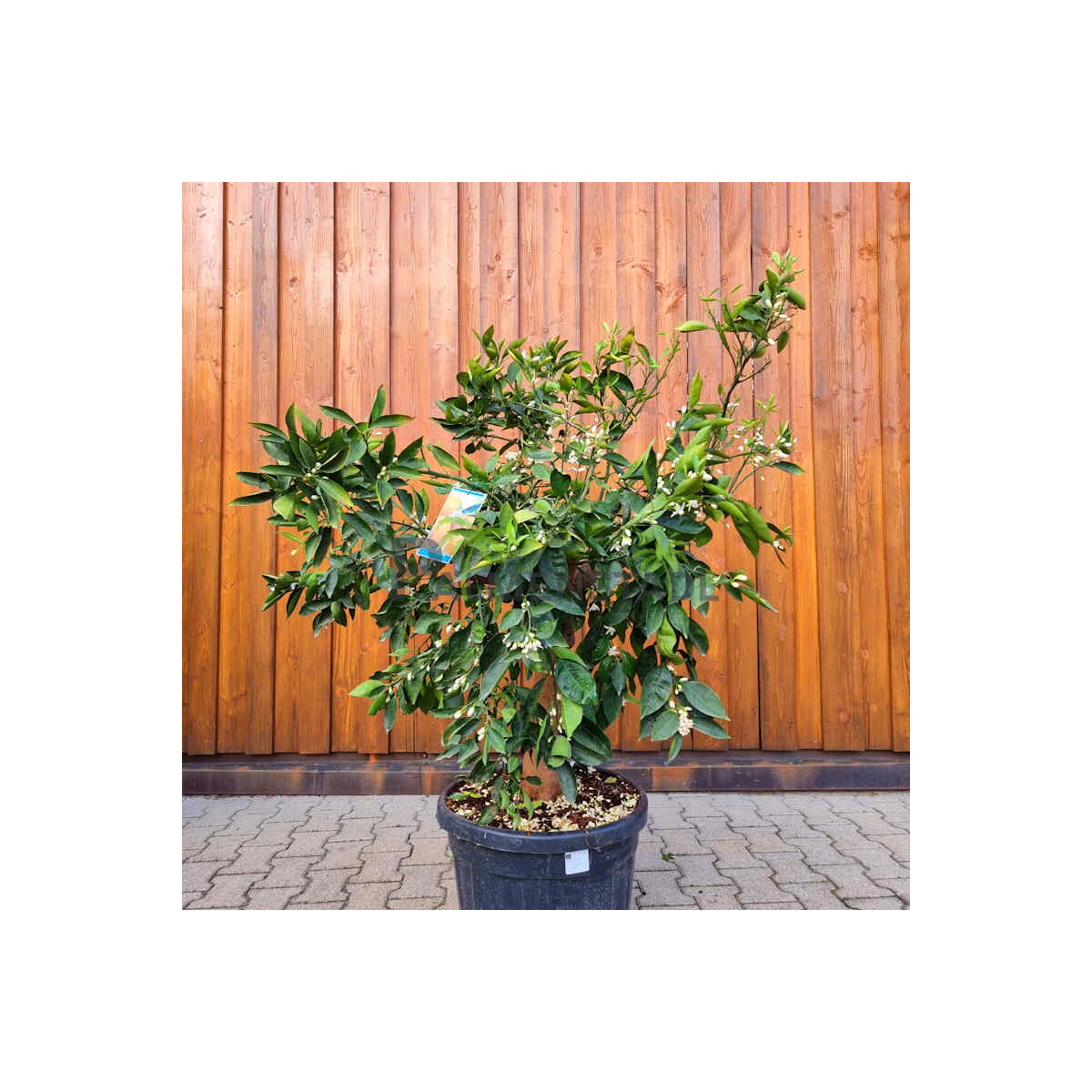 Citrus Sinensis - Orangenbaum SU20-30