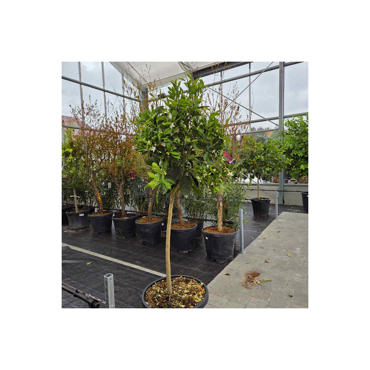 Citrus Sinensis - Orangenbaum 140-160 cm