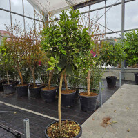 Citrus Sinensis - Orangenbaum 140-160 cm