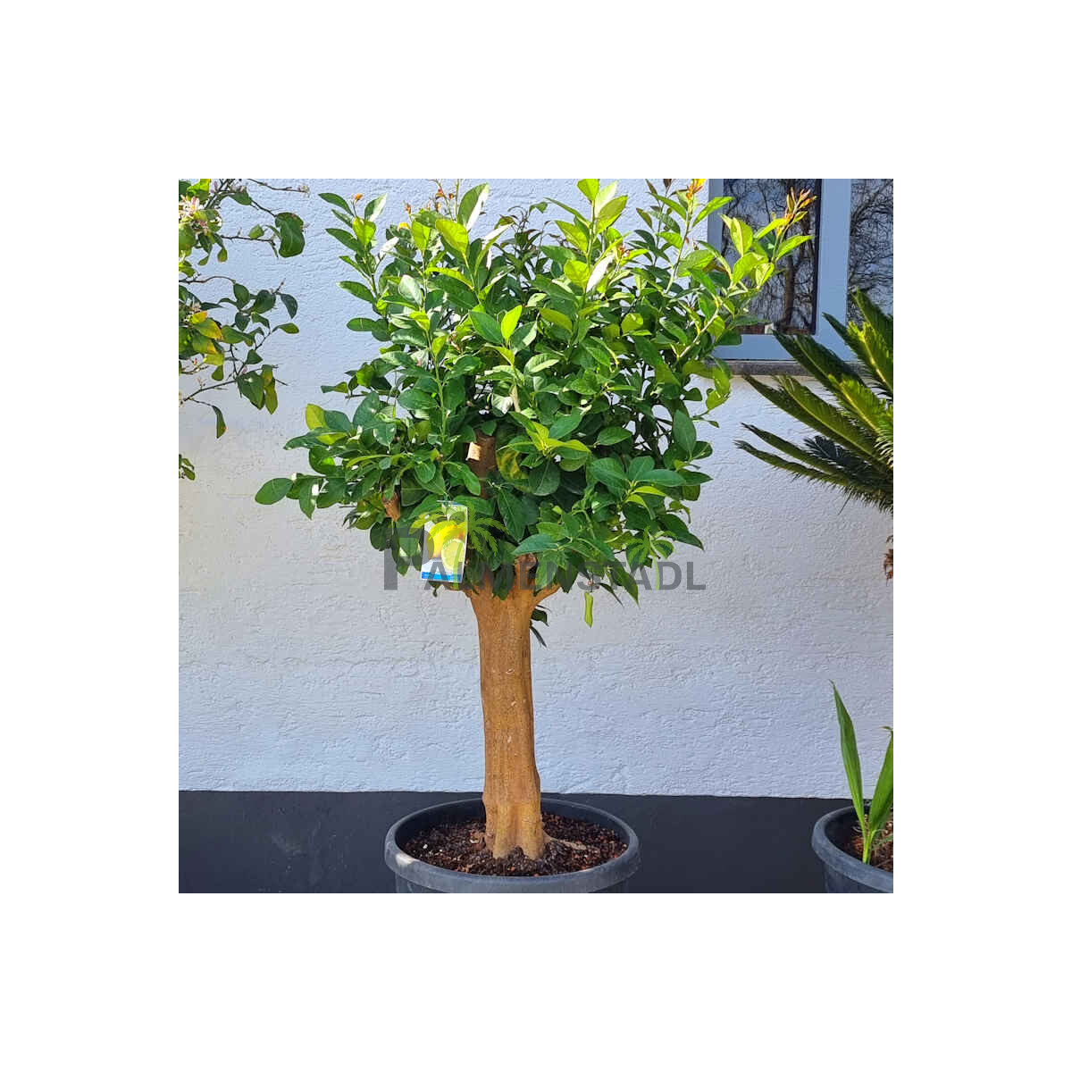Citrus limon - Zitrone SU30-40 cm