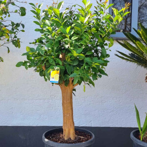 Citrus limon - Zitrone SU30-40 cm
