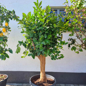 Citrus limon - Zitrone SU30-40 cm