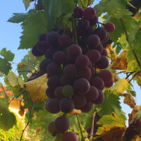 Vitis vinifera - Weinrebe "Vanessa" rot 40 - 60 cm