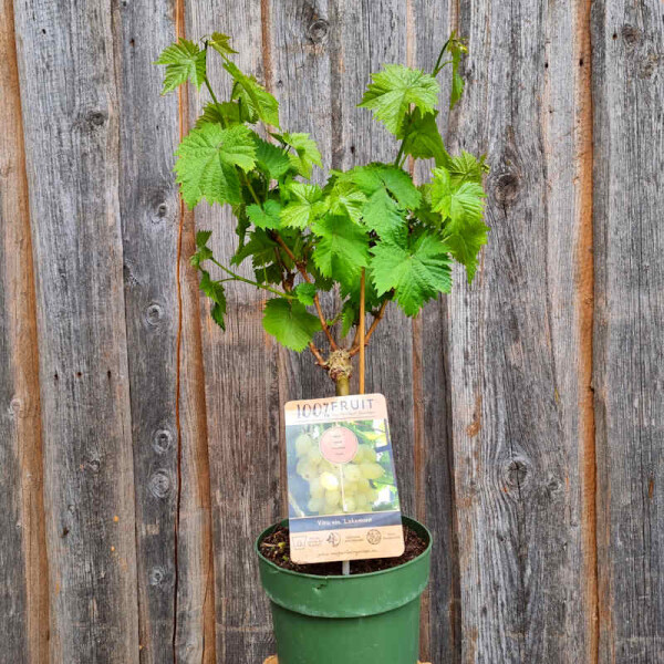 Vitis vinifera - Weinrebe "Lakemont" weiss 40 - 60 cm