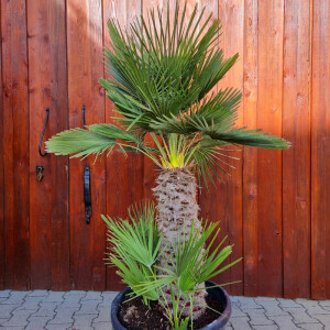 Chamaerops humilis - Zwergpalme S 50-60 cm