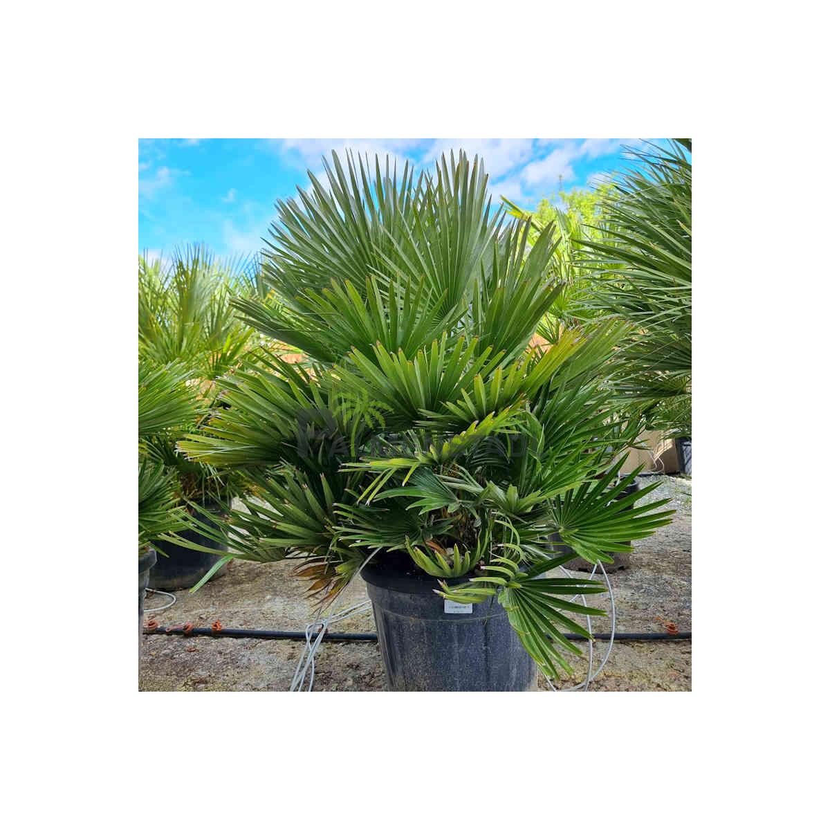 Chamaerops humilis vulcano - kompakte Zw box