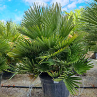Chamaerops humilis vulcano - kompakte Zwergpalme