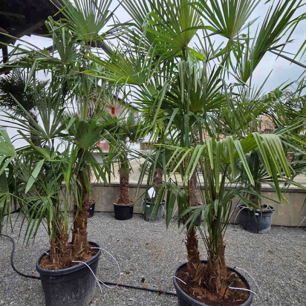 Chinesische Hanfpalme Mehrstamm 90 Ltr.
