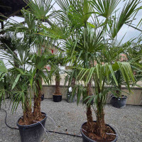 Chinesische Hanfpalme Mehrstamm 90 Ltr.