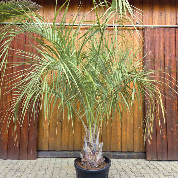 Geleepalme 50-60 cm Stamm