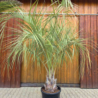 Geleepalme 50-60 cm Stamm
