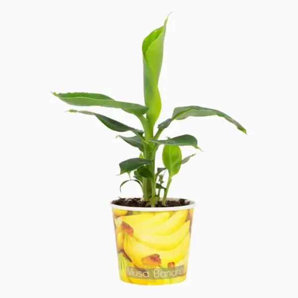 Musa tropicana - Zierbanane 20-40