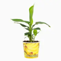 Musa tropicana - Zierbanane 20-40