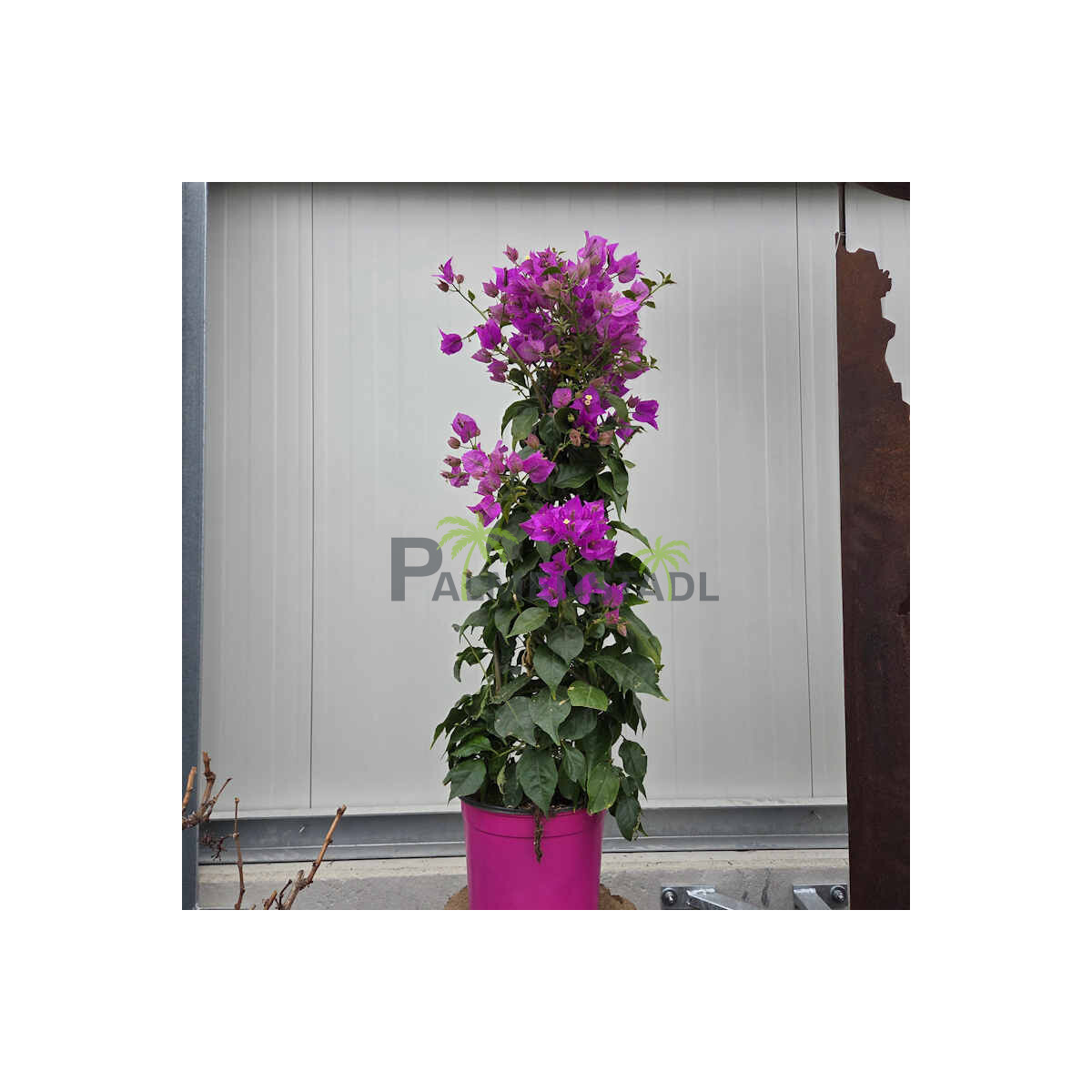 Bougainvillea-Drillingsblume