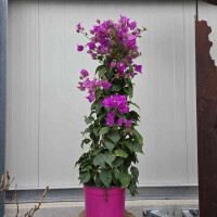 Bougainvillea-Drillingsblume