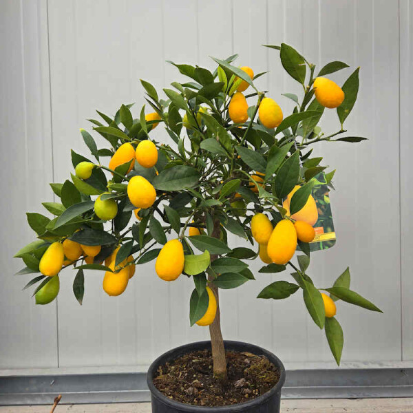 Limequat 40-60 cm