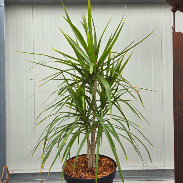 Dracaena marginata-Gerandeter Drachenbaum