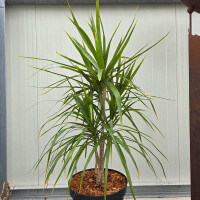 Dracaena marginata-Gerandeter Drachenbaum