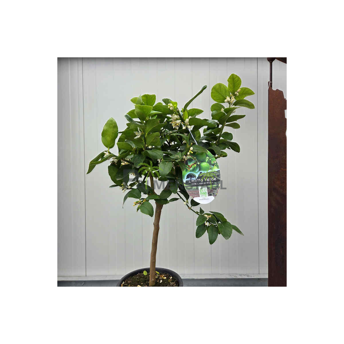 Citrus aurantifolia-echte Limette