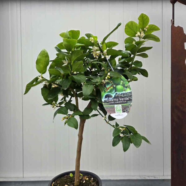 Citrus aurantifolia-echte Limette