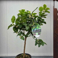 Citrus aurantifolia-echte Limette