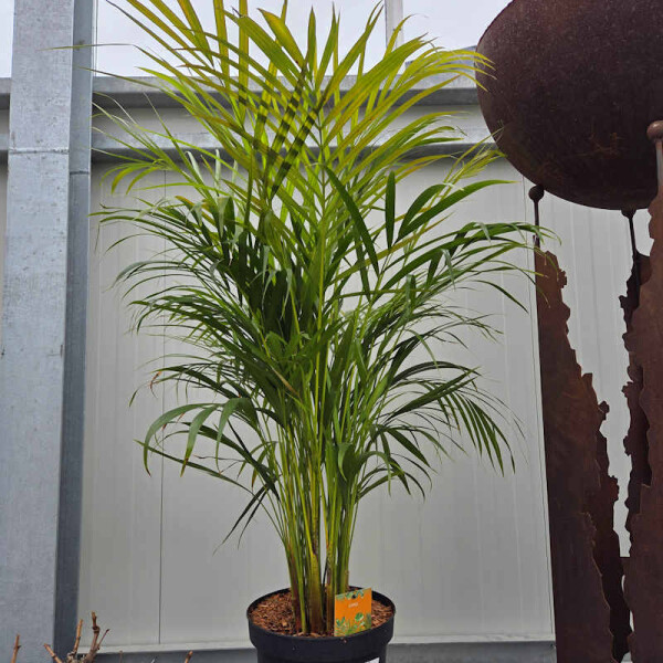 Dypsis lutescens-Goldfruchtpalme