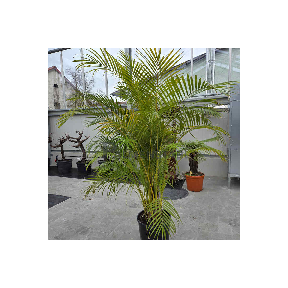 Dypsis lutescens-Goldfruchtpalme box