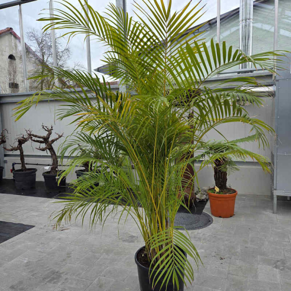 Dypsis lutescens-Goldfruchtpalme