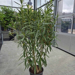 Nerium oleander-Oleander-wei&szlig;