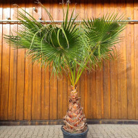 Mexikanische F&auml;cherpalme 80&ndash;100 cm Stamm