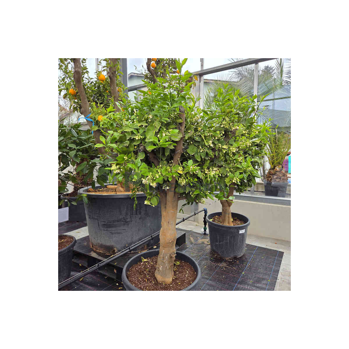 Citrus paradisi - grapefruit 120-140