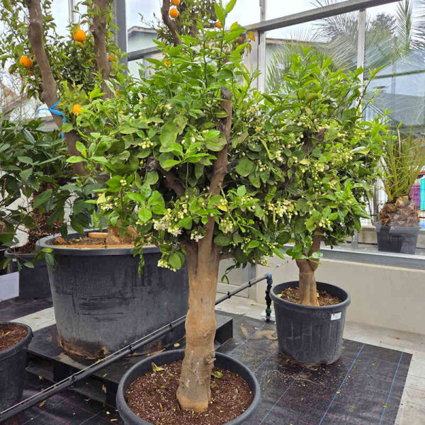 Citrus paradisi - grapefruit 120-140