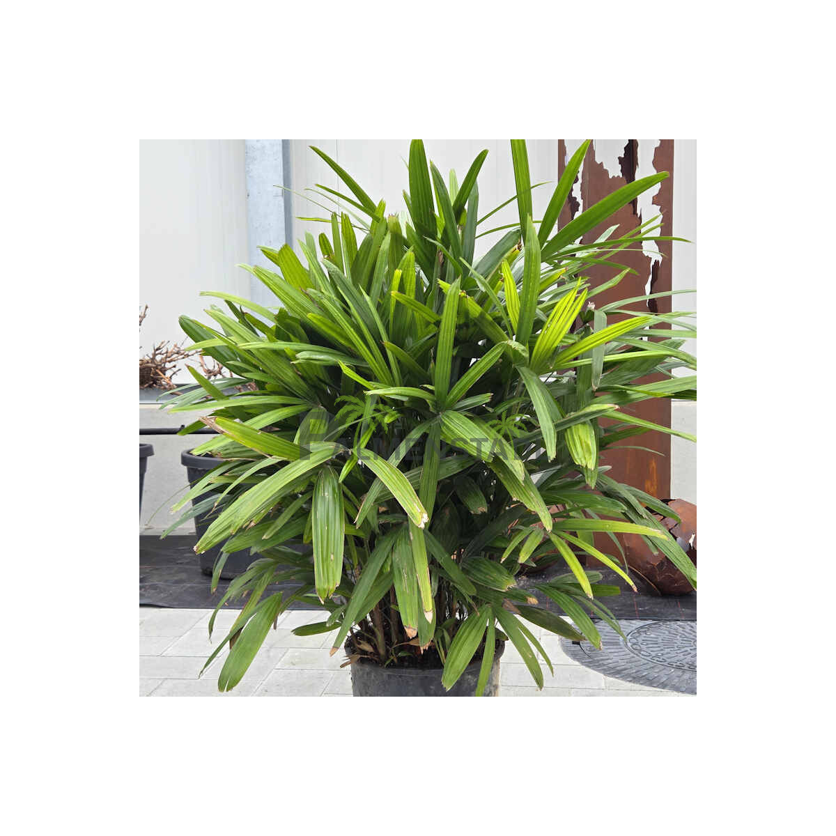 Raphis excelsa-Steckenpalme