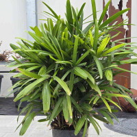 Raphis excelsa-Steckenpalme