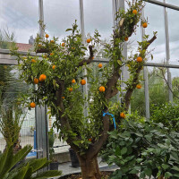 Citrus Sinensis - Orangenbaum 220cm