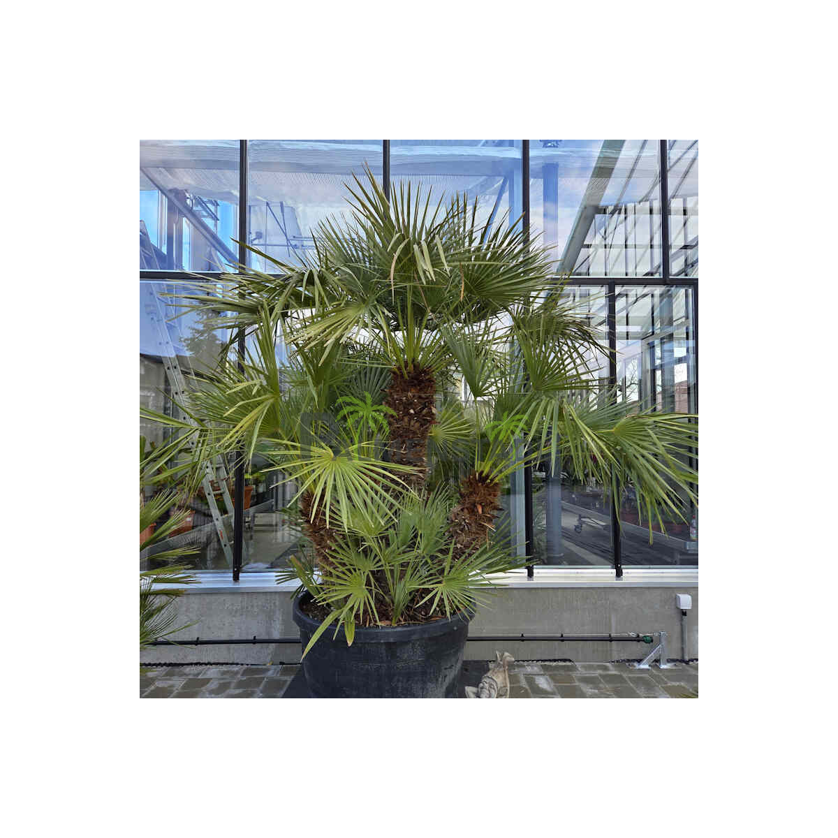 Chamaerops humilis - Zwergpalme